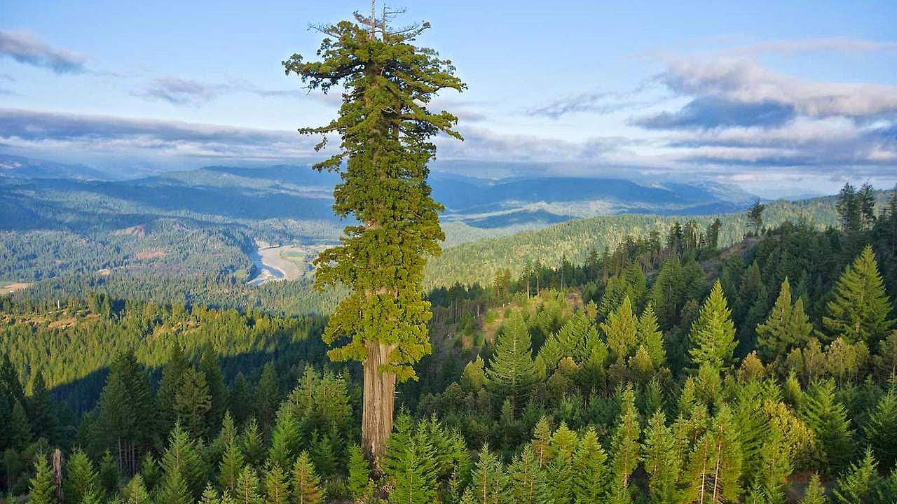 sequoia-article-formation-devenir-elagueur